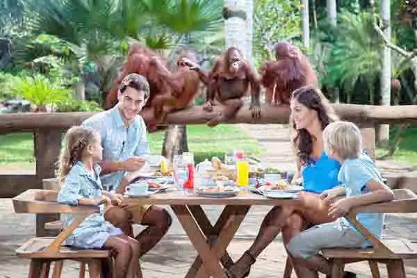 breakfast with orangutan breakfast with orangutan